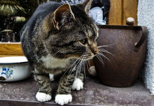 (我家有只修仙猫txt)我家有只修仙猫，从小就展现出神秘的异能能力