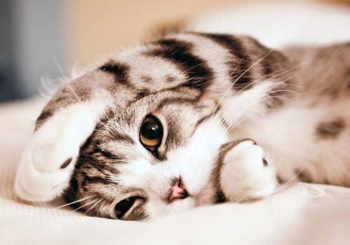 偷吃零食的猫下载手机版2024正版更新版-偷吃零食的猫中文版安卓下载v.2.12