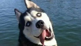 探寻萌宠世界:最受欢迎的捕捉萌宠游戏排行榜 探寻萌宠世界:最受欢迎的捕捉萌宠游戏排行榜