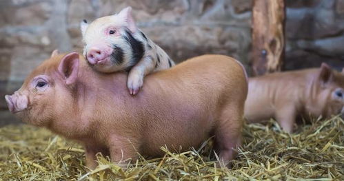 猪、鼠、兔、猴:大三巴一肖一特一中一肖中或新澳门今晚四肖期期中特预测准不准-成果分析、专家解析解释与落实,远离虚假的假推广局