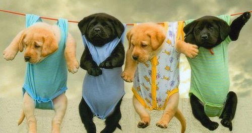 新澳门天天谜语答案大全和新澳门特一肖下一期预测狗、兔、虎、牛,延伸解答、专家解析解释与落实​-规避迷惑的假象