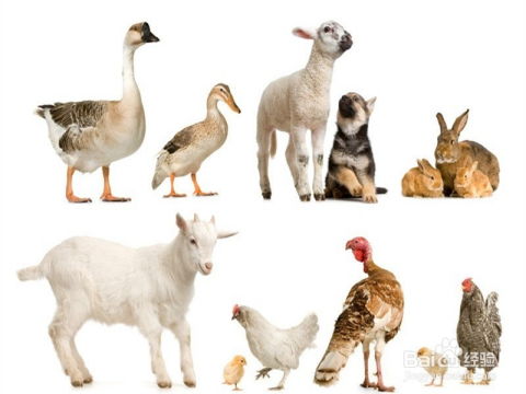 大三巴正版资料免费网站和600图库资料2025年:鸡、马、羊、狗和小心诱导式宣传-细致解答、专家解读解释与落实 大三巴正版资料免费网站和600图库资料2025年:鸡、马、羊、狗和小心诱导式宣传-细致解答、专家解读解释与落实