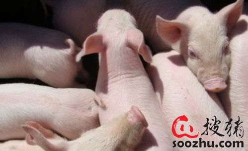 兔、猴、猪、鼠:2025新门正版免费资本大全查询,2025新门正版免费资料怎么用-通俗释义、专家解读解释与落实,防范迷惑性推广 兔、猴、猪、鼠:2025新门正版免费资本大全查询,2025新门正版免费资料怎么用-通俗释义、专家解读解释与落实,防范迷惑性推广