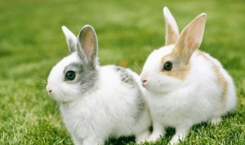 2025资料大全800图库,狗、猪、兔、鼠,和2025年免费资料免费大全:创意解答、专家解读解释与落实,拒绝虚假噱头风险 2025资料大全800图库,狗、猪、兔、鼠,和2025年免费资料免费大全:创意解答、专家解读解释与落实,拒绝虚假噱头风险