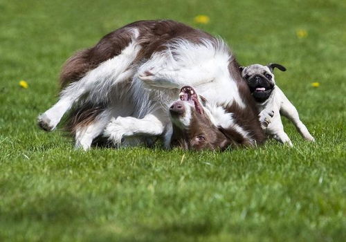 大三巴资料免费大全介绍及新门内部资料内部大全:狗、龙、兔、鸡-品质解读、解释与落实,警惕虚假信息迷雾 大三巴资料免费大全介绍及新门内部资料内部大全:狗、龙、兔、鸡-品质解读、解释与落实,警惕虚假信息迷雾