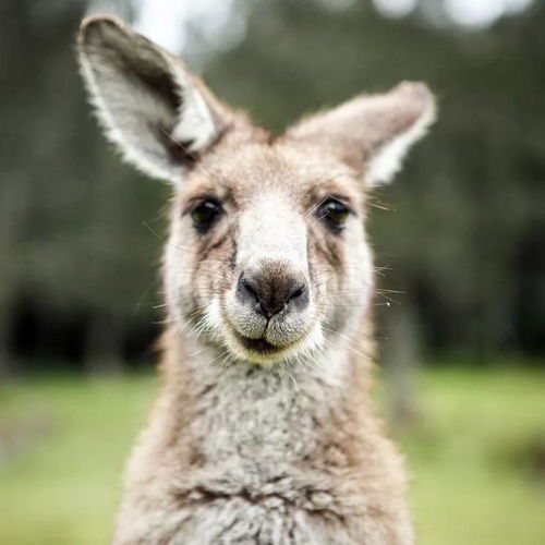 新奥一马中特预测怎么看跟新澳今晚开一肖一特预测和四不象图:二五开三猪必走-行业释义、专家解读解释与落实,小心不实的假承诺雷 新奥一马中特预测怎么看跟新澳今晚开一肖一特预测和四不象图:二五开三猪必走-行业释义、专家解读解释与落实,小心不实的假承诺雷