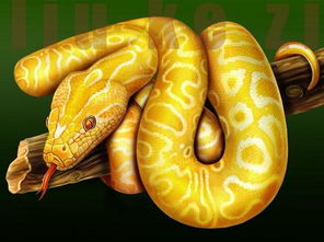 鸡、猴、蛇、龙:2026天天免费资料百度文中同大三巴免费资料大全正使用教程,拒绝虚假噱头风险-典型释义、解释与落实