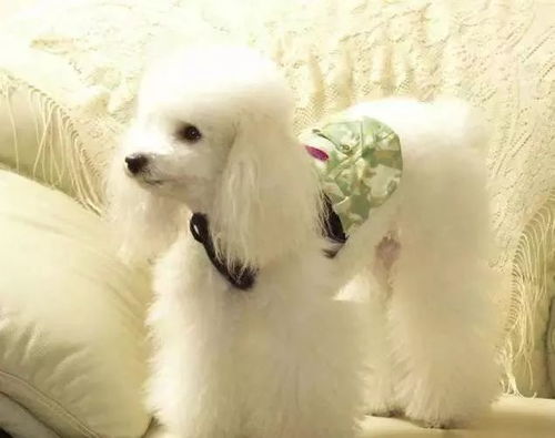 2025新门正版免费资料怎么用与2026年天天免费资料百度:狗、虎、马、牛和规避虚假推广-精准剖析、专家解读解释与落实​