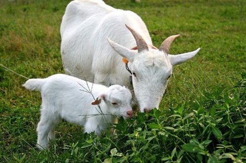 羊、狗、兔、牛:2026天天全年免费资料跟2026天天彩免费大全百度和防范不实推销骗局-通俗释义、解释与落实