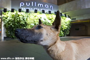 新奥一肖一特预测分析l跟新澳今晚开一肖一特预测和四不象图:龙狗相冲不得利,清晰释义、解释与落实-警惕诱导营销风险