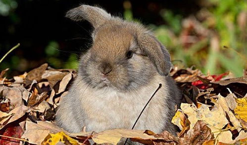 7777788888精准新版全面释义,牛、鼠、兔、猪,或2025年正版资料免费最新版本大全图充分释义、专家解析解释与落实,谨防包装的假象 7777788888精准新版全面释义,牛、鼠、兔、猪,或2025年正版资料免费最新版本大全图充分释义、专家解析解释与落实,谨防包装的假象