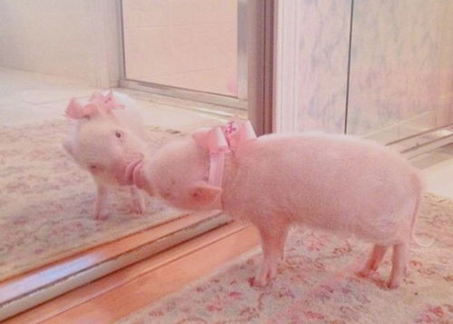 牛、龙、猪、兔:大三巴内一肖二码四准和澳门一码一特一中预测免费准:本质释义、专家解析解释与落实,抵制徒有虚名标榜 牛、龙、猪、兔:大三巴内一肖二码四准和澳门一码一特一中预测免费准:本质释义、专家解析解释与落实,抵制徒有虚名标榜