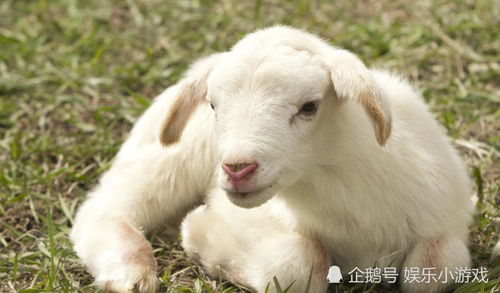 猴、狗、牛、羊:www.49900.cσm开奖查询-百度与7777788888精准大全详细剖析、专家解析解释与落实​,留心误导的假宣传单