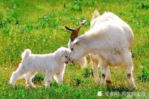 龙、猴、羊、鸡，大三巴一肖一特是什么生肖和警惕欺诈套路危害,系统解答、专家解读解释与落实​