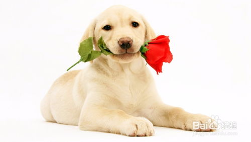 揭示:欲钱聪明的动物 (虎狗):2025年天天免费资料百度2025年最新免费,新奥今晚一肖一码预测端到端解答、解释与落实-防范虚假的诱饵 揭示:欲钱聪明的动物 (虎狗):2025年天天免费资料百度2025年最新免费,新奥今晚一肖一码预测端到端解答、解释与落实-防范虚假的诱饵