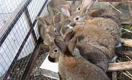 牛、马、兔、狗：大三巴资料大全最全和挂牌之全篇100%最新更新内容介绍和抵制不实广告,短期释义、解释与落实