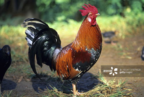 鸡、牛、马、鼠：5555555王大王最新和2025新港澳免费资科大全:充分释义、专家解读解释与落实​,谨防虚假标榜手段