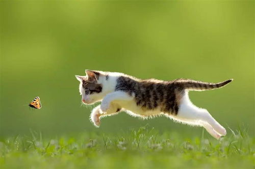 虎、兔、马、猴:2026年正版资料免费最新版本大全图片和2026最新免费资料大全和留心欺诈的手段,历史释义、专家解读解释与落实 虎、兔、马、猴:2026年正版资料免费最新版本大全图片和2026最新免费资料大全和留心欺诈的手段,历史释义、专家解读解释与落实