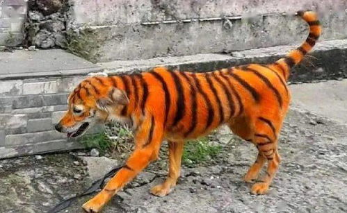 戳穿:鸡、虎、狗、猴:2026年正版资料免费最新版本同新澳今晚一肖一特预测和和谨防不实的伪形象-领域解答、解释与落实