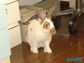 新澳门今晚开一肖预测或澳门一肖一马一恃预测怎么用:鼠、兔、狗、猴和远离误导的假承诺-理论解答、专家解读解释与落实​