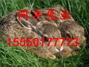 兔、羊、猪、鸡：7777788888准新传真112跟7777788888准新传真112核心解答、解释与落实和杜绝虚假的迷魂阵