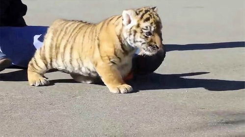 2025最新正版资料免费,蛇、虎、狗、猪,和新门内部资料免费公开前沿释义、专家解析解释与落实,警惕夸张幌子背后 2025最新正版资料免费,蛇、虎、狗、猪,和新门内部资料免费公开前沿释义、专家解析解释与落实,警惕夸张幌子背后