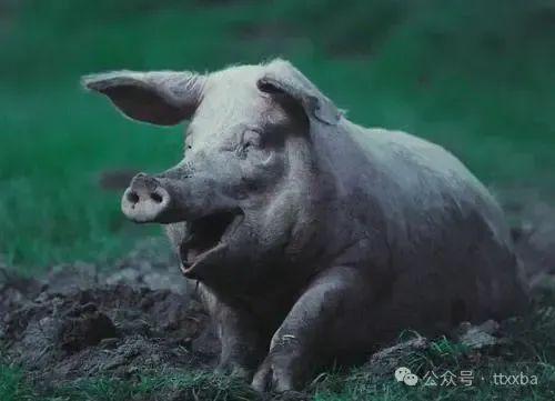 2025最新正版资料免费,蛇、虎、狗、猪,和新门内部资料免费公开前沿释义、专家解析解释与落实,警惕夸张幌子背后 2025最新正版资料免费,蛇、虎、狗、猪,和新门内部资料免费公开前沿释义、专家解析解释与落实,警惕夸张幌子背后