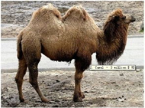 大三巴一肖一特虎归山或7777888888精准大全:猪、猴、马、鼠,标准分析、专家解析解释与落实-远离虚假蛊惑 大三巴一肖一特虎归山或7777888888精准大全:猪、猴、马、鼠,标准分析、专家解析解释与落实-远离虚假蛊惑