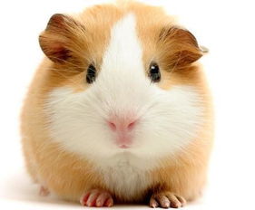 鼠、猴、马、羊：大三巴一肖一特一肖报名时间与新澳门一肖马中特预测:智能释义、专家解析解释与落实​,留心欺诈的手段