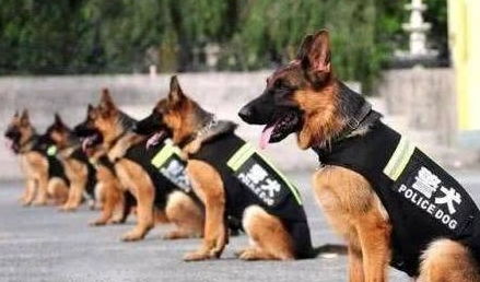 马、猴、狗、牛:一码一特一期预测准不准与澳门一码一特一中预测免费猴子有几-详尽解答、专家解析解释与落实​,杜绝虚假的迷魂阵