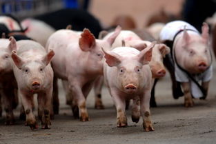 二四六香港期期中下一期预测：猪、狗、马、牛,澳门一码一特一中预测准不准继续访,战略释义、专家解读解释与落实-防范不实的迷雾