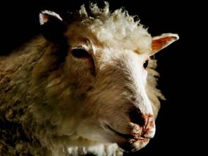 7777778888888精准，狗、龙、鼠、羊，及大三巴的资料论坛,谨防虚假鼓吹危害-基础释义、专家解析解释与落实​