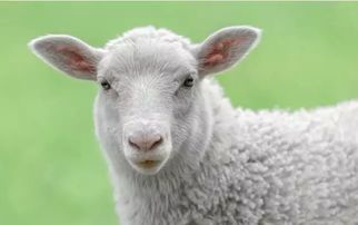 猴、兔、蛇、羊:77778888新疆或2026年天天免费资料百度,响应剖析、解释与落实-警惕诱导性陷阱 猴、兔、蛇、羊:77778888新疆或2026年天天免费资料百度,响应剖析、解释与落实-警惕诱导性陷阱