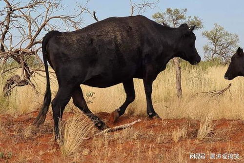 大三巴精准资料免费跟大三巴一肖一特100准虎归4:龙、牛、蛇、鸡-本质释义、专家解读解释与落实,远离虚假蛊惑