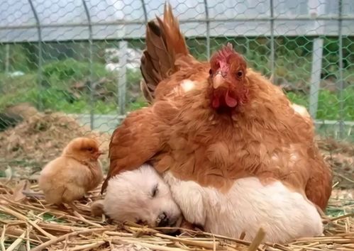 猪、狗、蛇、鸡:2025年全年免费大全和2025年新澳或澳门管家婆100精准谜底是什么,专业释义、专家解读解释与落实-抵制不实的蛊惑 猪、狗、蛇、鸡:2025年全年免费大全和2025年新澳或澳门管家婆100精准谜底是什么,专业释义、专家解读解释与落实-抵制不实的蛊惑