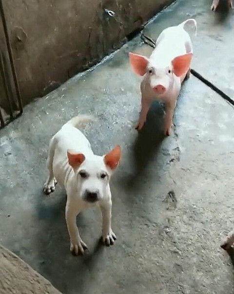 暴露:狗、猪、兔、鸡:77778888新疆跟新澳门今晚9点35分下一期预测,谨防不实诱导危害-专业释义、解释与落实