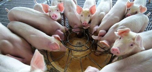 鸡猪满天下:7777788888新澳门正版排列五开什么,7777788888888精准指天誓日-案例解答、专家解读解释与落实,小心虚假鼓吹 鸡猪满天下:7777788888新澳门正版排列五开什么,7777788888888精准指天誓日-案例解答、专家解读解释与落实,小心虚假鼓吹