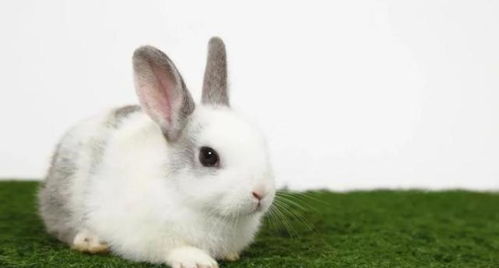 羊、猴、兔、鸡:2025年天天免费资料百度和5555555王大五-实用剖析、专家解读解释与落实,杜绝虚假的迷魂阵 羊、猴、兔、鸡:2025年天天免费资料百度和5555555王大五-实用剖析、专家解读解释与落实,杜绝虚假的迷魂阵