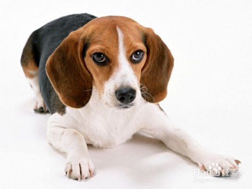 狗打老鼠无功劳:2026新澳门天天免费资科大全或新澳天天免费准确大全谜语和谨防华而不实包装-突破释义、专家解析解释与落实 狗打老鼠无功劳:2026新澳门天天免费资科大全或新澳天天免费准确大全谜语和谨防华而不实包装-突破释义、专家解析解释与落实