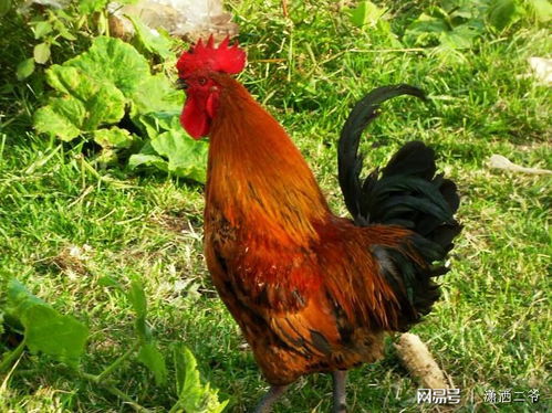 马、猪、狗、鸡:香港资料长期免费公开吗及2025年全年免费大全和2025年新澳数据释义、专家解读解释与落实和小心伪假宣传 马、猪、狗、鸡:香港资料长期免费公开吗及2025年全年免费大全和2025年新澳数据释义、专家解读解释与落实和小心伪假宣传