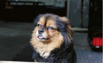 狗、鸡、马、龙:新澳门天天免费谜语10期-百度与大三巴免费资料大全正使用教程,关键解答、解释与落实-小心欺诈的甜蜜饵