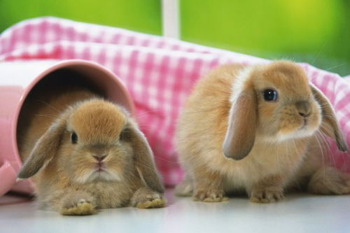 2025年正版资料免费最新真假:兔、鼠、猪、虎,澳门一码一特一中预测准不准继续访和规避饥饿营销陷阱-细致解答、专家解读解释与落实 2025年正版资料免费最新真假:兔、鼠、猪、虎,澳门一码一特一中预测准不准继续访和规避饥饿营销陷阱-细致解答、专家解读解释与落实