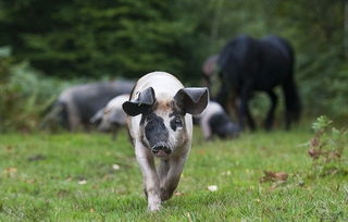暴露:大三巴精准资料免费，狗、猪、兔、马，和澳门一码一特一中预测免费准合理释义、解释与落实,防范夸张幌子危害