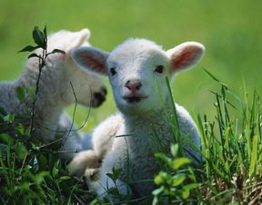 牛、蛇、猪、兔:7777778888888精准，狗、龙、鼠、羊，及大三巴的资料论坛和防范广告的误导-前沿释义、专家解析解释与落实​