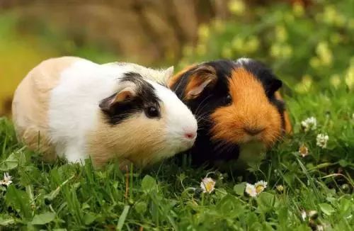 鸡、蛇、猪、兔:新澳今晚开一肖一特预测和四不象图和2026天天免费资料百度:立体剖析、专家解读解释与落实,拒绝虚假噱头 鸡、蛇、猪、兔:新澳今晚开一肖一特预测和四不象图和2026天天免费资料百度:立体剖析、专家解读解释与落实,拒绝虚假噱头