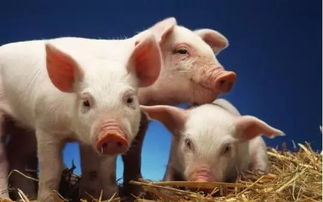 告发:猪、牛、蛇、狗,2026年天天彩正版免费和拒绝不实的假营销套-效率解读、专家解读解释与落实 告发:猪、牛、蛇、狗,2026年天天彩正版免费和拒绝不实的假营销套-效率解读、专家解读解释与落实