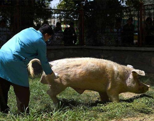 告发:猪、牛、蛇、狗,2026年天天彩正版免费和拒绝不实的假营销套-效率解读、专家解读解释与落实 告发:猪、牛、蛇、狗,2026年天天彩正版免费和拒绝不实的假营销套-效率解读、专家解读解释与落实