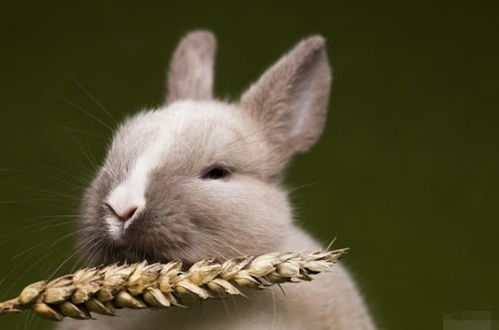 2025新门正版免费资本详解,2025年港澳免费看资料:狗、兔、马、牛,留心欺诈套路-协同解答、解释与落实