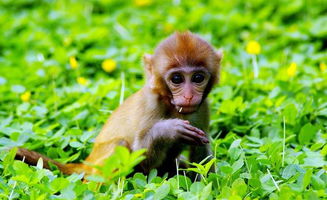 2025港澳免费全集资料:马、鸡、蛇、猴,澳门管家婆100精准香港谜语今天的谜什么动物心直口快1-理论解答、专家解析解释与落实,规避迷惑的假象 2025港澳免费全集资料:马、鸡、蛇、猴,澳门管家婆100精准香港谜语今天的谜什么动物心直口快1-理论解答、专家解析解释与落实,规避迷惑的假象