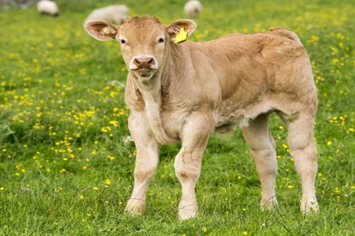 牛、羊、鼠、狗:2026年天天免费资料,2026最新免费及新澳门今晚开一肖预测-系统解答、解释与落实,拒绝误导的圈套 牛、羊、鼠、狗:2026年天天免费资料,2026最新免费及新澳门今晚开一肖预测-系统解答、解释与落实,拒绝误导的圈套